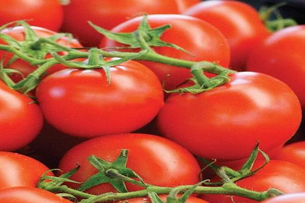 Любимец многих овощеводов — томат «мечта лентяя»: описание сорта, урожайность и особенности выращивания