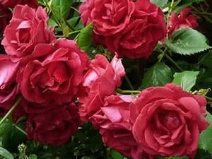 Плетистые розы: посадка, уход, выращивание и размножение