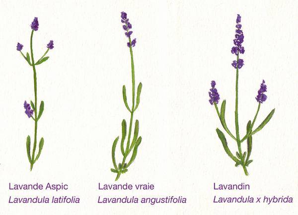 Лаванда – посадка и уход в открытом грунте, выращивание из семян