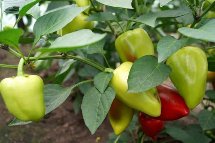 25 удобрений для подкормки перцев, которые найдутся в любом хозяйстве