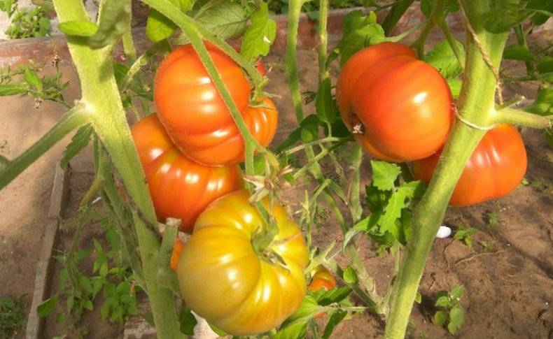 Описание и выращивание томата «моя любовь» для открытого грунта