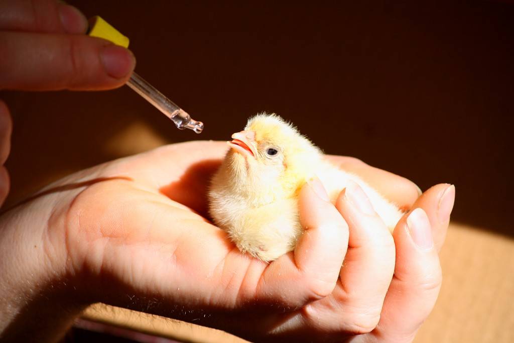 Основные антибиотики широкого спектра действия, используемые для лечения цыплят и взрослых кур