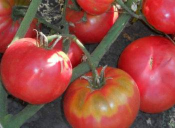Правила посадки и выращивания крупноплодного томата бабушкино