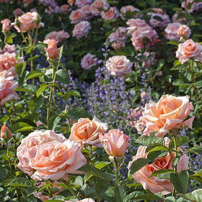 Штамбовые розы: описание, виды и тонкости посадки