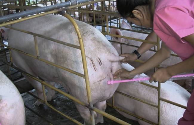 Случка свиней: признаки половой охоты и особенности процесса
