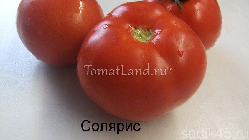 Характеристика томатов баллада: правила ухода и отзывы