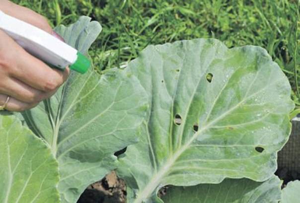 Как подкормить и обработать капусту от вредителей нашатырным спиртом