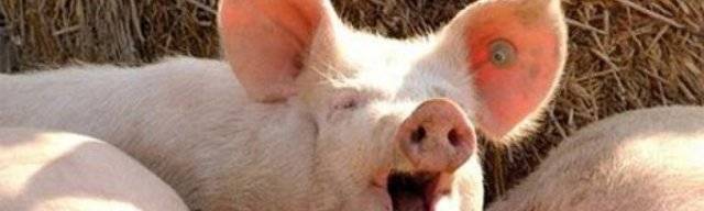 Разведение свиней для начинающих: выбор породы, правила составления рациона, вакцинация животных