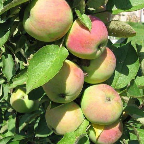 Яблоня колонновидная васюган: описание и характеристика сорта яблок