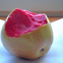 Мелкоплодная яблоня ягодная