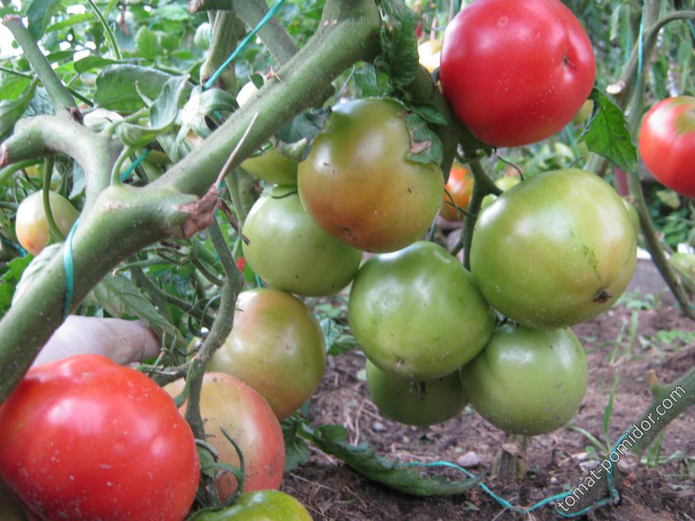 Проверенный временем томат «титан» для выращивания в открытом грунте