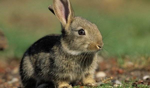 Ушной клещ у кроликов — описание, симптомы, лечение 