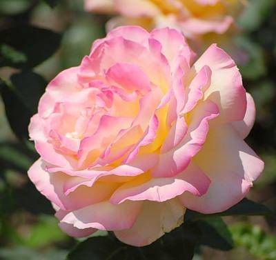 9 лучших сортов чайно-гибридных роз – названия, фото, описание