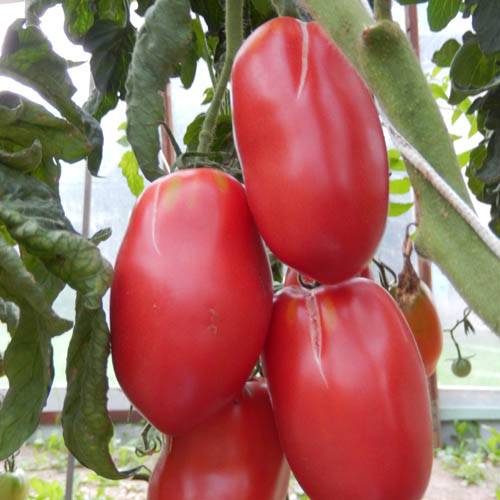 Описание томата ослиные уши, урожайность сорта