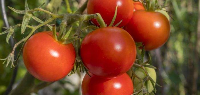 Лучшие сорта томатов на 2020 год: фото и описания