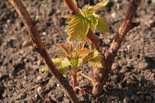 Пересадка винограда на новое место весной и осенью