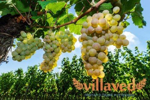 Виноград дружба: описание и характеристики сорта, выращивание и уход с фото