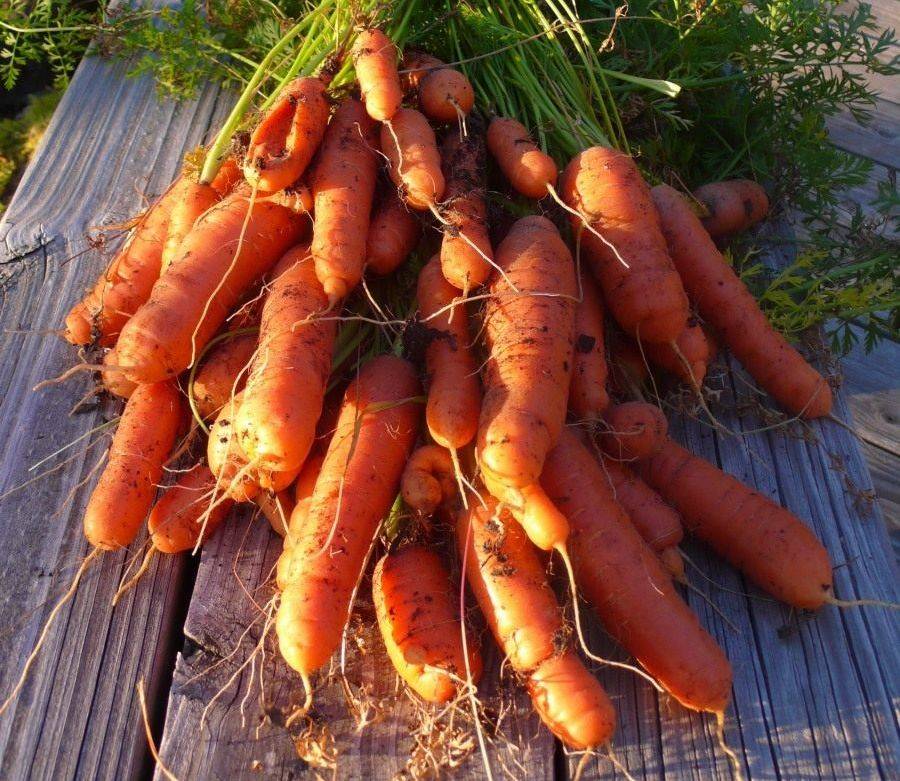 Как самостоятельно вырастить семена моркови