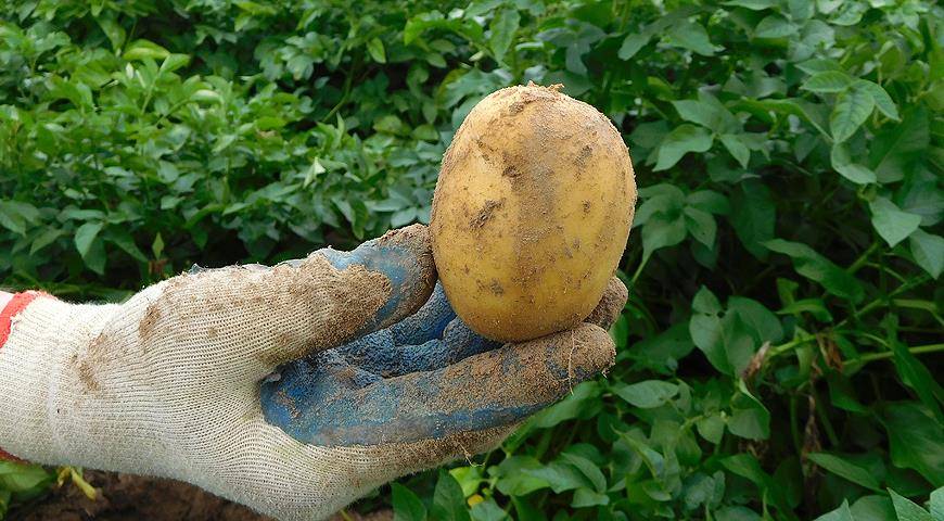 Описание сорта картофеля никулинский