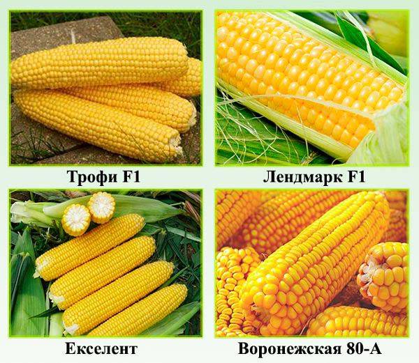 Сорта кукурузы самые популярные и самые вкусные
