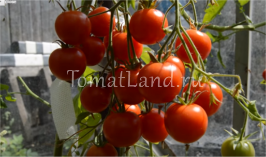 Томат Карамель: характеристика и описание сорта, урожайность с фото
