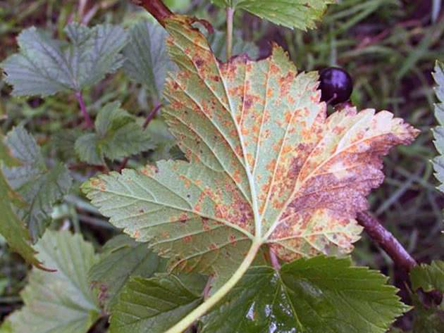 Почему листья черной и красной смородины желтеют и что с этим делать