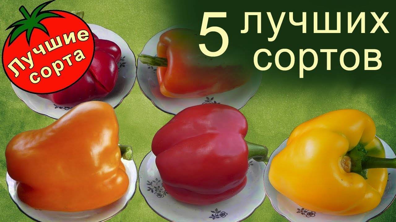 Лучшие сорта сладкого перца для открытого грунта