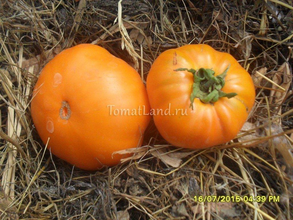 Характеристика и описание сорта томата Алтайский Оранжевый