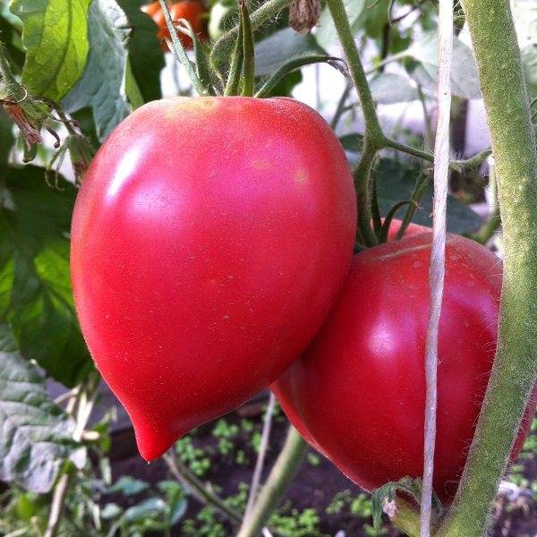 Король закаток — томат минусинский бочковой: описание сорта и особенности выращивания