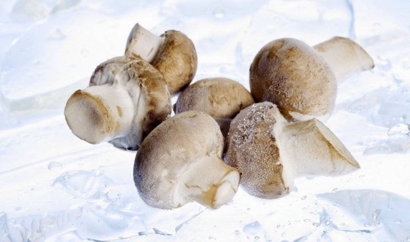 Как правильно замораживать грибы