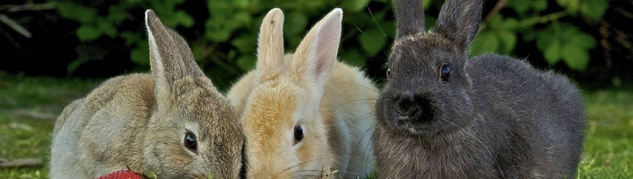 Можно ли кроликам давать пшеницу: как скармливать и противопоказания