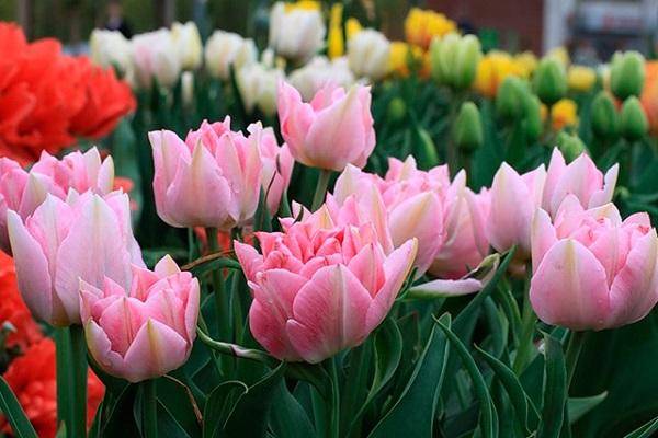 Всё о разновидностях тюльпанов — классы, группы и сорта