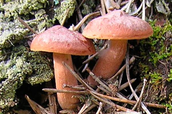Засолка грибов на зиму: 44 домашних вкусных рецепта