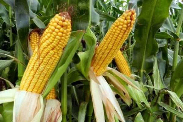 Когда убирают кукурузу на зерно и на силос — особенности и сроки