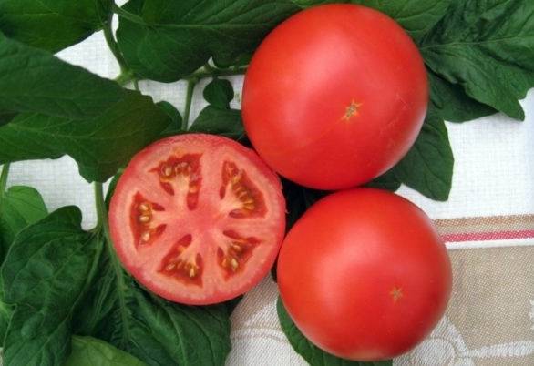 Гибрид помидора «анюта f1»: фото, отзывы, описание, характеристика, урожайность