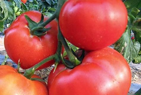 Новейший перспективный сорт, который придется вам по душе — томат «король сибири»:  фото и отличительные черты