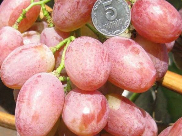Описание винограда анюта