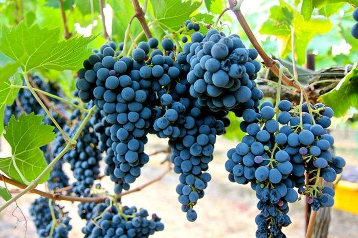 Описание и характеристики сорта винограда Санджовезе, выращивание и уход