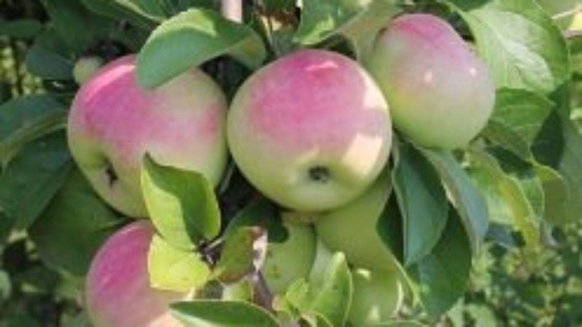Описание сорта яблони ауксис