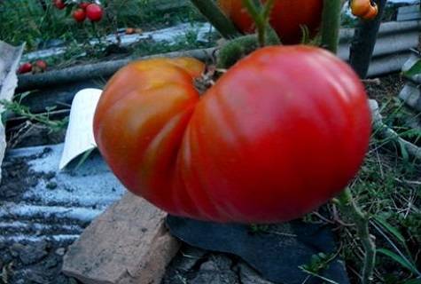 Крупноплодный сорт томата «оранжевый гигант» с необычными апельсиновыми плодами: описание, характеристика, посев на рассаду, подкормка, урожайность, фото, видео и самые распространенные болезни томатов