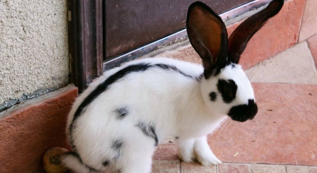 Кролики строкачи: внешние данные, выбор, уход и размножение