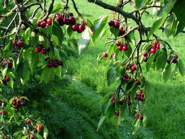 Черешня фатеж: описание и особенности выращивания сорта