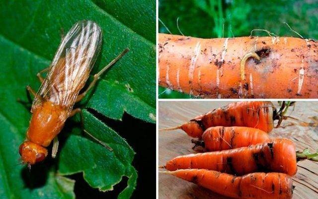 Средства от морковной мухи