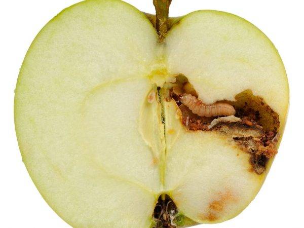 Черви в яблоках — как избавиться от вредителя?
