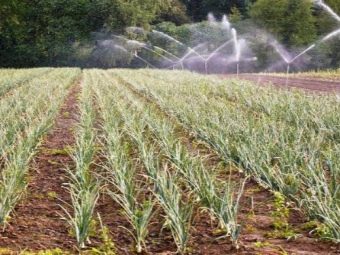 Рекомендации, как часто поливать укроп, чтобы хороший урожай появился в короткий срок