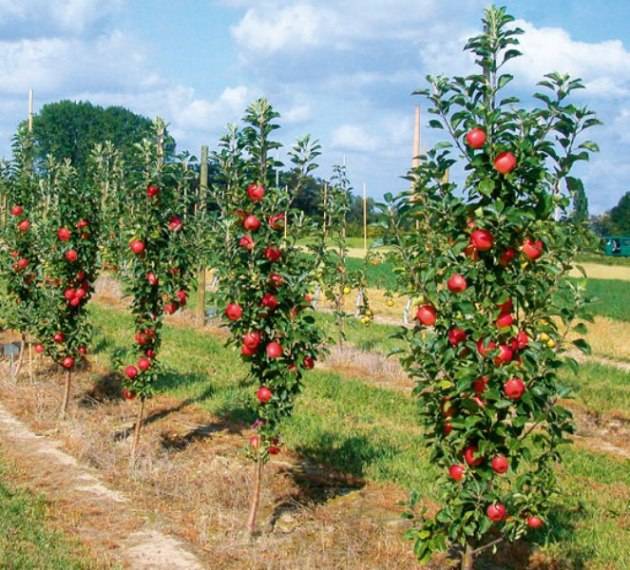 Посадка и уход за колоновидными яблонями в Сибири, выращивание и лучшие сорта