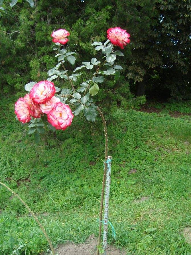 Роза блаш (blush) — описание и характеристики сорта