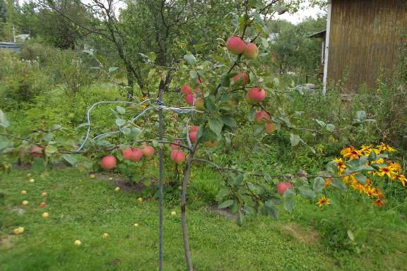 Ситуации, когда яблони не растут, что делать? советы профессиональных садоводов