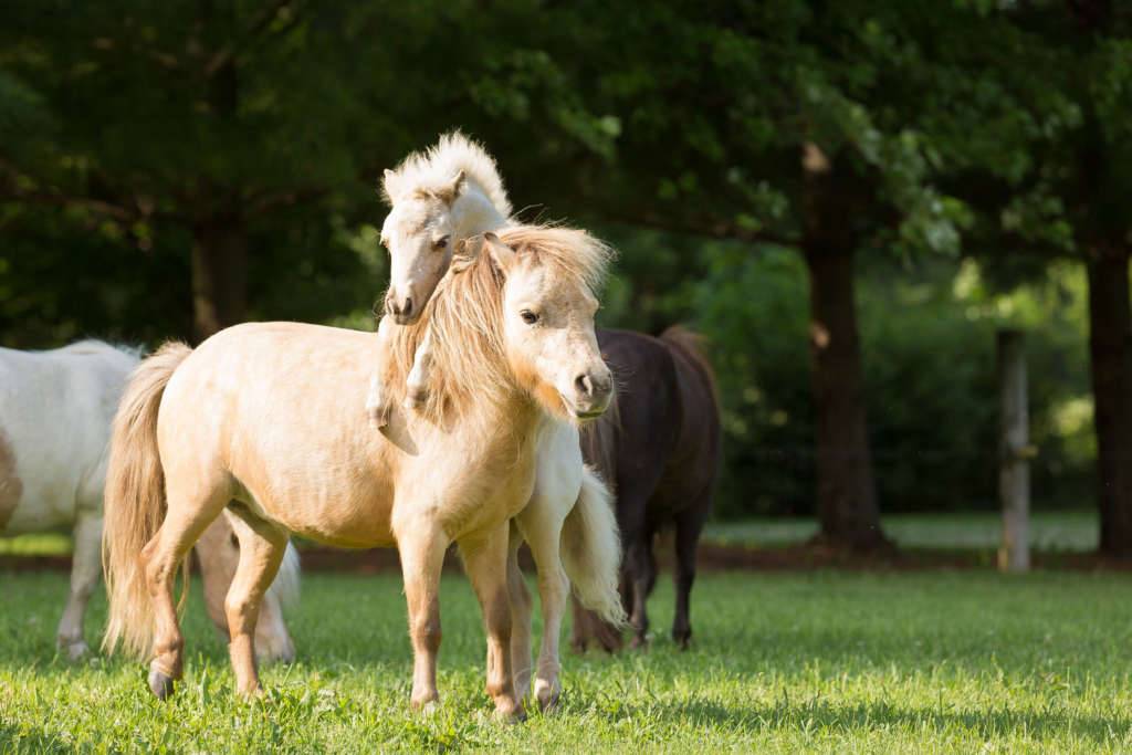 Мини-лошади – породы и особенности содержания