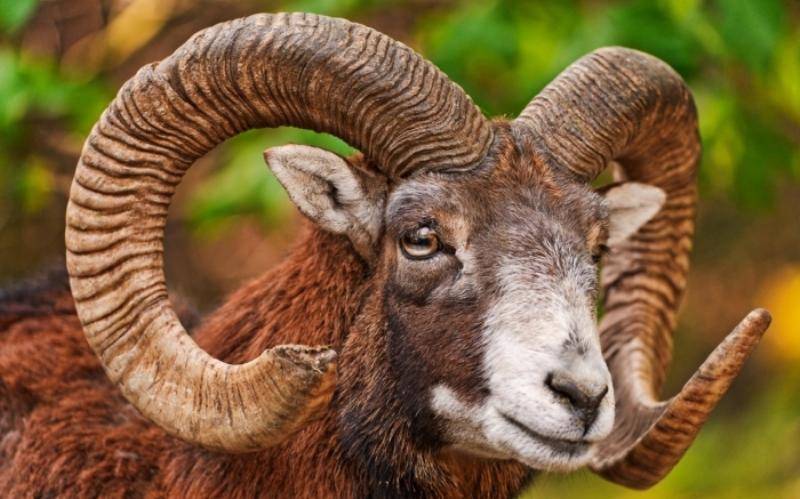 Описание и характеристика овец горьковской породы, правила их содержания
